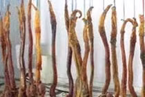 Thực hư ăn pín hải cẩu chữa vô sinh