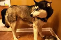Kinh hoàng chó Husky tàn sát hơn 600 con gà chỉ trong một đêm