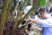 Đặc điểm của thảo quả Hà Giang
