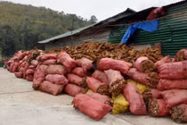 Tránh hại sức khỏe vì dược liệu dởm