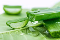 Lợi ích sức khỏe từ cây lô hội