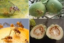 4 mẹo đuổi ruồi đục hiệu quả