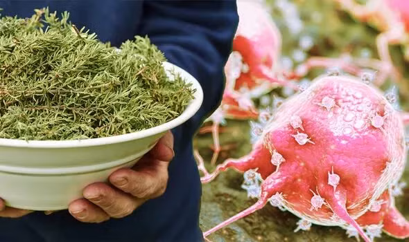 Kinh ngạc loại thảo mộc là “khắc tinh” của ung thư