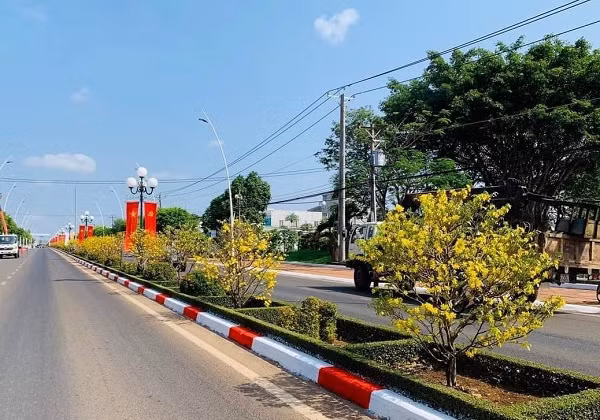 Ngam duong hoa mai “doc nhat vo nhi” o Ba Ria - Vung Tau-Hinh-5