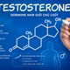 Testosterone - nội tiết tố đóng vai trò quan trọng đối với nam giới. Ảnh AI/Nguồn medlatec.vn