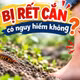 Bác sĩ hướng dẫn sơ cứu khi bị rết cắn để hạn chế nguy hiểm