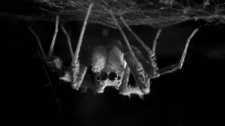 spider-sleep-l.jpg