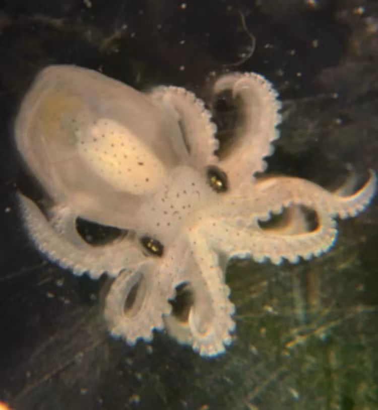 californian-two-spot-octopusjpg.jpg