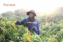 Gian nan cuộc sống của người hái rau đọt choại giữa lòng Sài Gòn