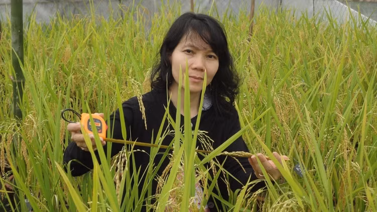 TS.Văn Thị Phương Như (Trường Đại học Phú Yên) khảo sát đặc tính của vi khuẩn nội sinh trong cây lúa trồng trên vùng đất nông nghiệp Đông Đắk Lắk.