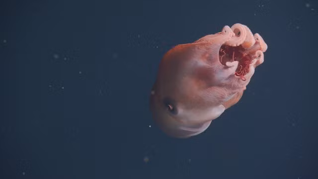 Ảnh: MBARI