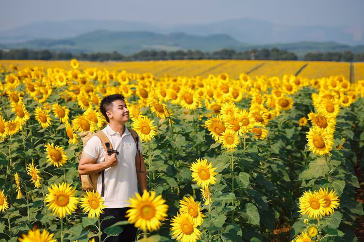 Cánh đồng hoa hướng dương tại đây được trồng hơn 10 năm trước, bởi một tập đoàn. Năm nay, diện tích rộng gấp đôi so với năm trước, khoảng 150 ha. Việc mở cửa tham quan miễn phí từ ngày 14/10 như món quà dành tặng du khách khi đến vùng đất Phủ Quỳ (xã Nghĩa Lâm). Xen kẽ những luống hoa là lối đi rộng để thuận tiện di chuyển. Cánh đồng hoa có bãi đỗ xe miễn phí và nhân viên hướng dẫn phương tiện. Ảnh: Quang Kiên.