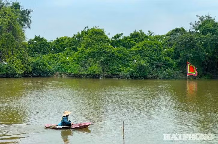 Những năm gần đây, Cồn Kiếm còn có sự xuất hiện của đàn cò trắng về trú ngụ, làm tổ và sinh sôi.