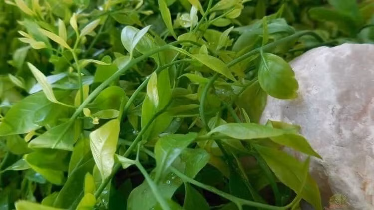Loại rau mang hương vị của núi rừng.