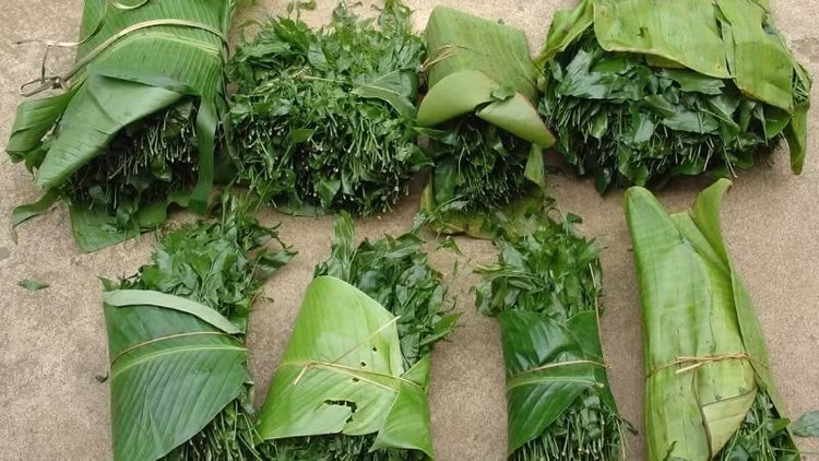 Rau sắng không chỉ giàu dinh dưỡng, còn là một vị thuốc.