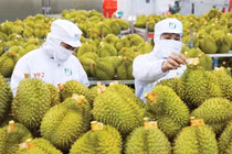 Có tiền vẫn khó mở phòng xét nghiệm sầu riêng vì thủ tục