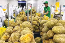 Xuất khẩu sầu riêng bùng nổ sang Mỹ, Hàn nhưng nỗi lo giá rớt vẫn còn