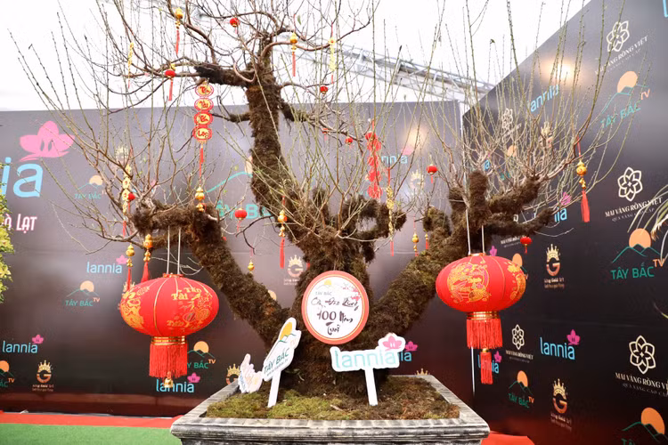 Dao rung Lai Chau 100 nam tuoi ve Ha Noi gia hon 368 trieu