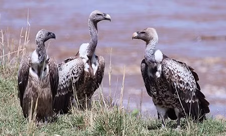 5 dong vat song dai nhat ngay ca khi gap tham hoa toan cau-Hinh-5