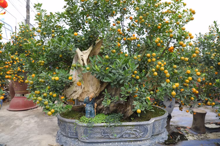 Chiem nguong nhung 