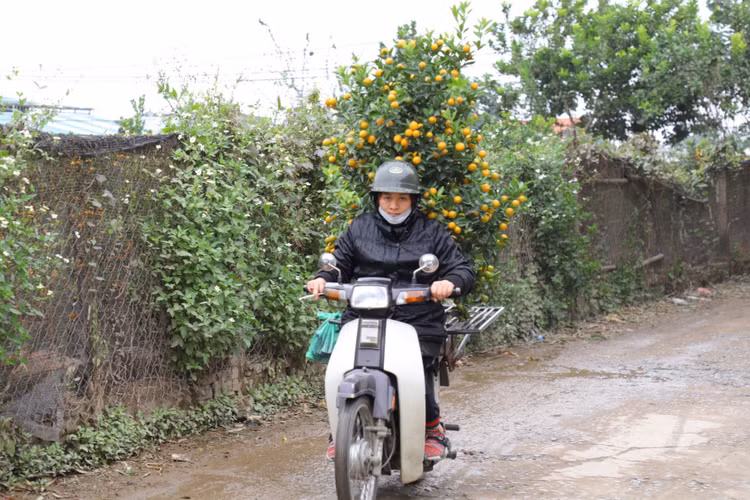 Chiem nguong nhung 