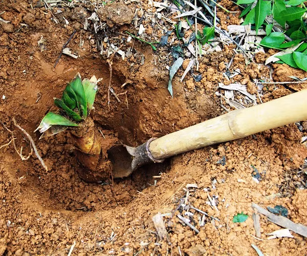 Đi đào măng, lão nông nhặt được hòn đá vàng gần 2.000 tỷ đồng - Hình 4 Di dao mang, lao nong nhat duoc hon da vang gan 2.000 ty dong-Hinh-4