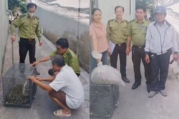 Tận mục trăn đất khủng 10 kg "đột nhập" nhà dân ở TP.HCM Tan muc tran dat khung 10 kg