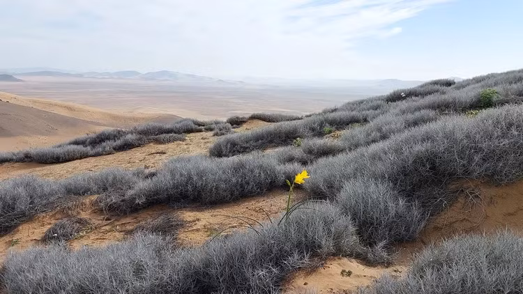 Những loài hoa khoe sắc ở sa mạc Atacama khô cằn - Hình 4 Nhung loai hoa khoe sac o sa mac Atacama kho can-Hinh-4