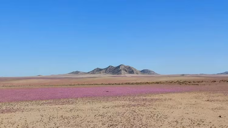 Những loài hoa khoe sắc ở sa mạc Atacama khô cằn - Hình 2 Nhung loai hoa khoe sac o sa mac Atacama kho can-Hinh-2