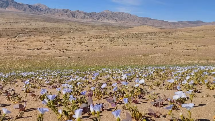 Những loài hoa khoe sắc ở sa mạc Atacama khô cằn - Hình 3 Nhung loai hoa khoe sac o sa mac Atacama kho can-Hinh-3