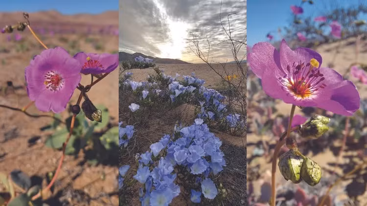 Những loài hoa khoe sắc ở sa mạc Atacama khô cằn - Hình 9 Nhung loai hoa khoe sac o sa mac Atacama kho can-Hinh-9