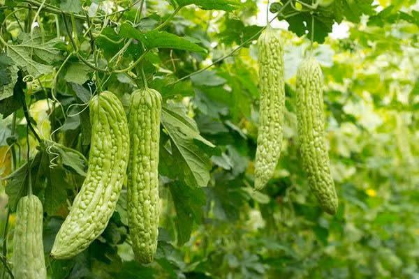 Mùa hè ăn mướp đắng gây loãng xương? Sự thật kinh ngạc - Hình 2 Ảnh minh họa.
