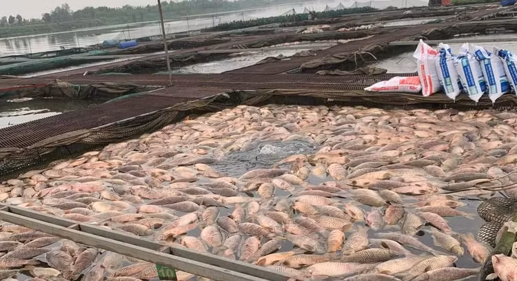 Hai Duong: Ra soat nguon thai, tim nguyen nhan 300 tan ca long chet