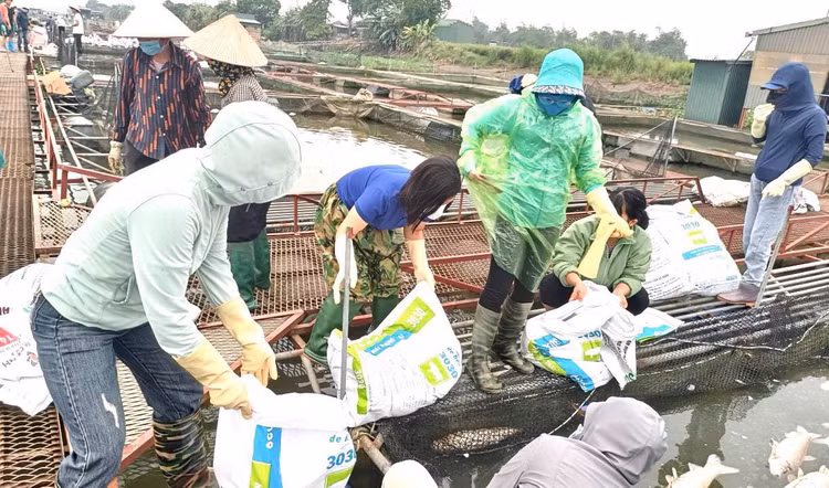 Hon 300 tan ca long tren song Thai Binh chet: Co anh huong nguon nuoc?-Hinh-4