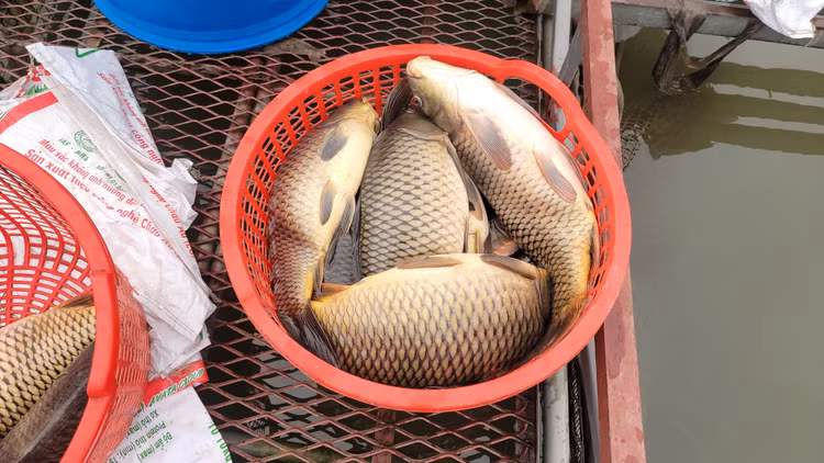 Can canh ca long chet vut noi lenh benh tren song Thai Binh-Hinh-2