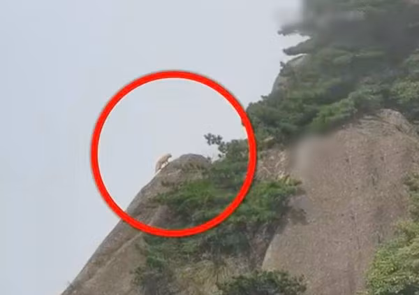 Len nui tuong gap “than thu”, te ngua su that nuc cuoi-Hinh-3