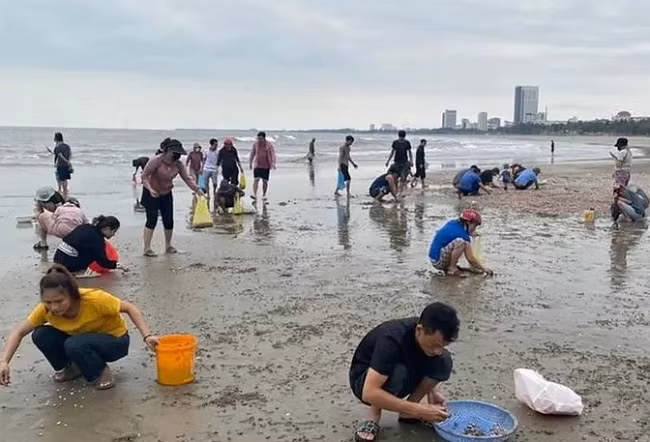 Nghe An: Nguoi dan keo nhau di nhat so huyet dat vao bo bien