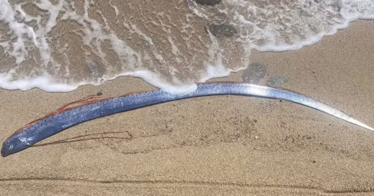Ngày 28/1/2019, ngư dân phát hiện 2 con cá mái chèo dài khoảng 3,6 - 4m mắc vào lưới trên đảo Okinawa của Nhật Bản. Ảnh: Jam Press.
