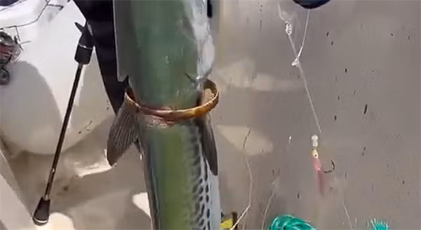 "Cá thành tinh” tự mang vàng chuộc thân, ngư phủ bàng hoàng Câu cá còn có thể mang lại những điều bất ngờ không ngờ tới. Mới đây, một ngư dân ở Thanh Đảo, tỉnh Sơn Đông, Trung Quốc, bắt được một con cá thu ngừ hay cá bụng trắng khi đang đi câu cá trên biển.