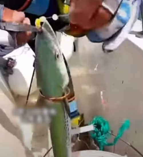 "Cá thành tinh” tự mang vàng chuộc thân, ngư phủ bàng hoàng - Hình 4 Cuối cùng, ngư dân tháo chiếc vòng vàng ra và thả con cá trở lại đại dương.