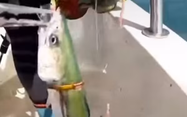 "Cá thành tinh” tự mang vàng chuộc thân, ngư phủ bàng hoàng - Hình 8 Người này cũng cho biết, anh đi câu cá đã gần 6 năm nhưng đây là lần đầu tiên gặp phải tình huống như vậy.