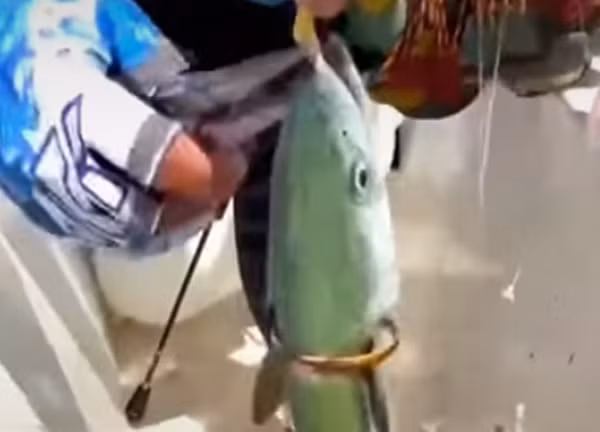 "Cá thành tinh” tự mang vàng chuộc thân, ngư phủ bàng hoàng - Hình 5 Ngư dân cũng quay chụp lại tình huống hiếm thấy này và cho biết, khi bị bắt, con cá không giãy giụa chút nào.