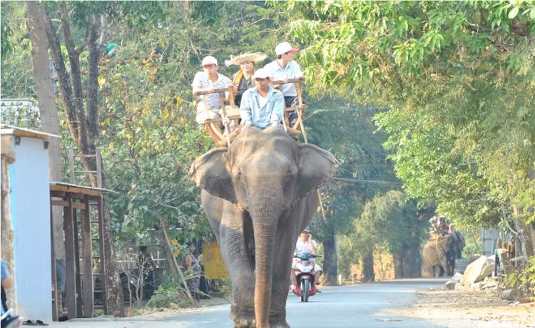 Voi Rok quy hiem sao Dak Lak len phuong an bao ton gap?-Hinh-6