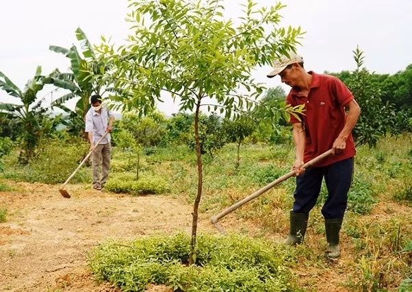 Loai go quy duoc menh danh nhu 'vang xanh', Viet Nam cung co-Hinh-3
