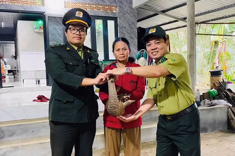 Top động vật đi lạc ở Việt Nam... toàn loài "sánh ngang vàng ngọc" - Hình 2 Top dong vat di lac o Viet Nam... toan loai