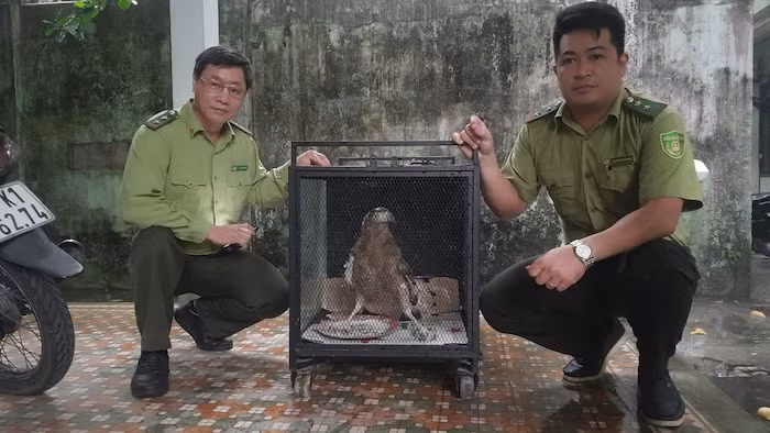 Top động vật đi lạc ở Việt Nam... toàn loài "sánh ngang vàng ngọc" - Hình 5 Top dong vat di lac o Viet Nam... toan loai