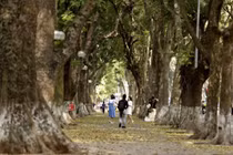 Mỗi tuyến phố Hà Nội sẽ có một loài cây chủ đạo
