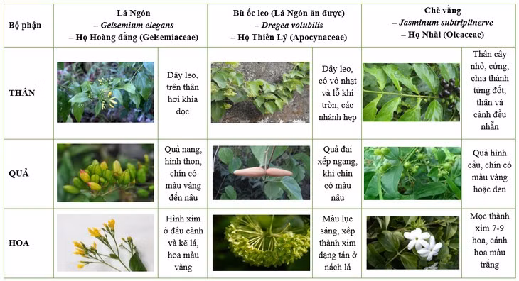 Một số thực vật dễ nhầm lẫn với cây lá ngón (Nguồn Viện kiểm nghiệm an toàn vệ sinh thực phẩm Quốc gia)