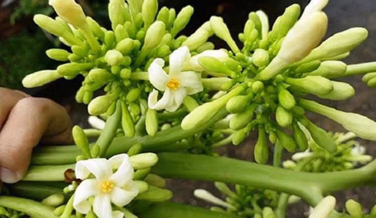 Hoa đu đủ đực tươi và khô được dùng làm thuốc chữa ho viêm họng hoặc trẻ em ho gà - Ảnh minh họa Hoa đu đủ đực tươi và khô được dùng làm thuốc chữa ho viêm họng hoặc trẻ em ho gà - Ảnh minh họa