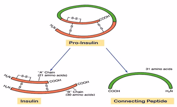 Vai trò của Peptid C trong bệnh tiểu đường - Ảnh BSCC Vai trò của Peptid C trong bệnh tiểu đường - Ảnh BSCC